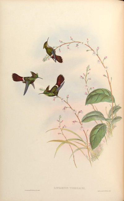 Lophornis verreauxi by John Gould